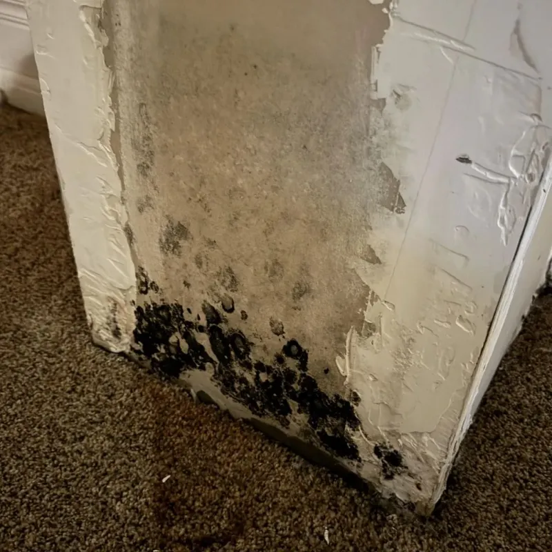 Professional Mold Removal in Martin County, TX